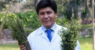 Mario Carhuapoma, científico de San Marcos: “El agua de muña ataca directamente a este microorganismo (bacteria responsable de la gastritis)"