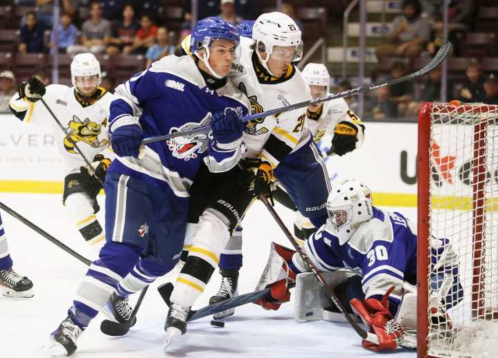 Sudbury Wolves stung by Sting, 6