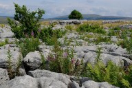Yorkshire’s natural beauty recognised as Ingleborough NNR expands