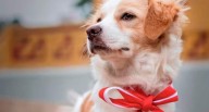Ejecutivo promulga ley que reconoce al perro Pastor Chiribaya como patrimonio cultural de la Nación 
