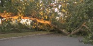 Fallen tree blocks road in Springfield