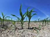 Climate change increasing chance of crop failure, UBC researchers say