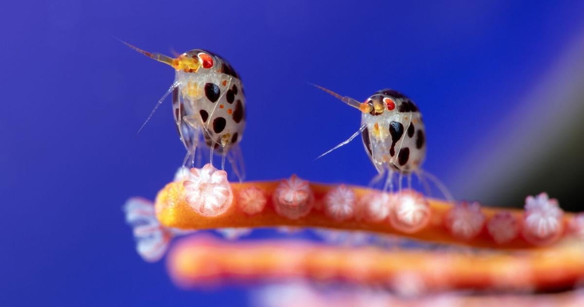 Small underwater wonders win big in ocean photography awards