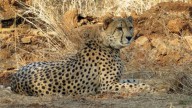Project Cheetah: New big cats expected by year-end, talks on with Botswana, Namibia, Kenya