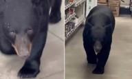 Bear attacks woman, 90, after wandering into shop during rampage in New Jersey