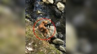 South Carolina Passersby Shocked To Discover Puppies Trapped By Water In The Park