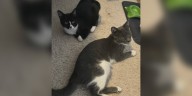 Saving Graces 4 Felines: Meet Cream Puff and Jellyroll
