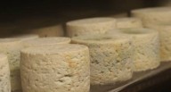 Comer para vivir: Cómo se transforma la leche en queso