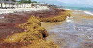 La contaminación impulsa la invasión costera de sargazo