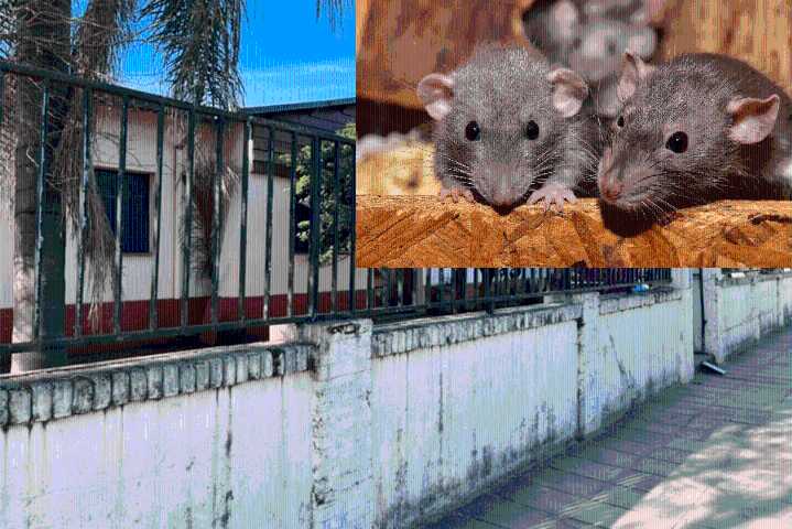 Escuela de Concordia suspendió las clases por la invasión de ratas