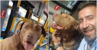 Video | Este es Rocky, el perrito que se subió a un bus del Sitp en Bogotá buscando ayuda del conductor y ahora está con su familia
