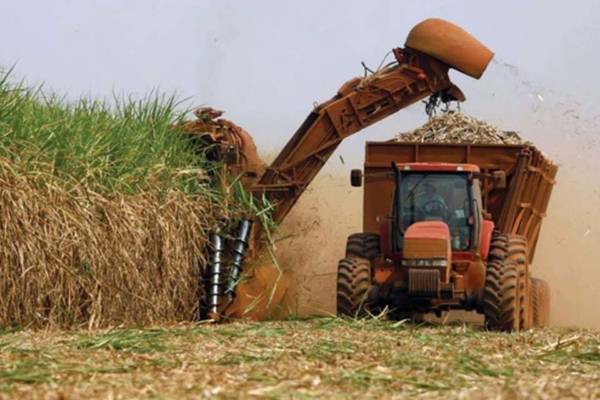 Molienda de caña de azúcar incrementó 10% con respecto a 2024
