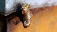 Dos adultos mayores sobrevivieron a más de 200 picaduras de abejas en Santander