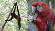 Expuestos a caza furtiva y el tráfico ilegal: fauna de Yucatán espera protección desde el Congreso