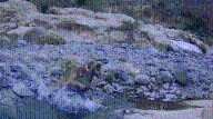 Cougar attack on ram captured by wilderness camera in Baja