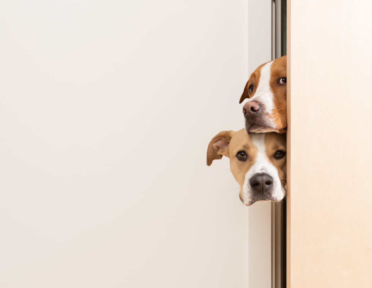 Top 9 Dog Doors for Every Home and Breed