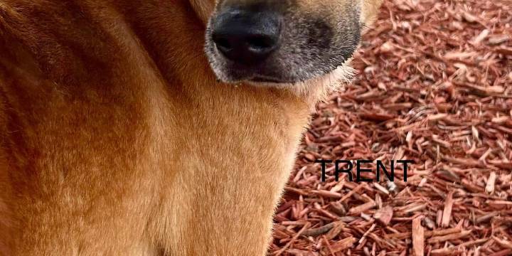 Levy County Pets: Oreo, Vella, and Trent