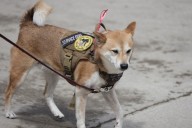 Cuyahoga County proclaims September as National Service Dog Month - and is working to make it easier for vets to get one