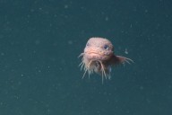 Researchers describe three new-to-science snailfish species off California coast