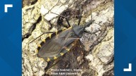 What is Chagas disease? CDC report warns of disease spread from 'kissing bugs'