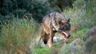 El Fondo para la Protección del Lobo pide limitar su caza en zonas afectadas por incendios