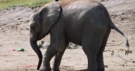 Indianapolis Zoo elephant Jabari celebrates second birthday
