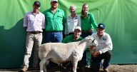 Tullinga Dorpers 2025 ram sale results, prices and average