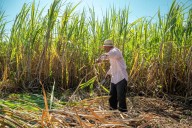 Organic food prices could soar as US imposes import restrictions and new tariffs on specialty sugar