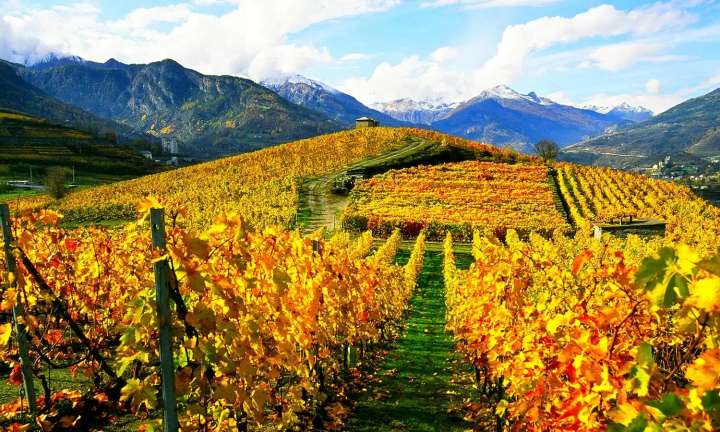 Vinos europeos: el ascenso de los vinos de los Alpes