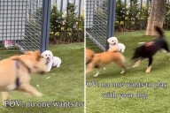 Bichon Frise Left Out at Dog Park—Owner in Tears Watching Her Sit All Alone