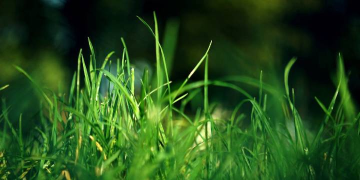 East Texas Ag News: Fall is the season for fungal problems in the lawn