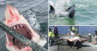 Are shark numbers and sizes increasing on the East coastline?