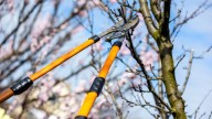 How To Preserve Juicy Fruit When Pruning A Meyer Lemon Tree