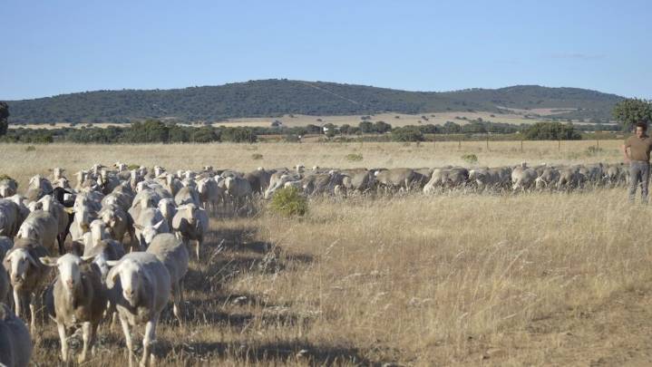 Asaja Ciudad Real acusa a la Junta de inacción frente a la crisis de lengua azul