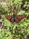 Public comment sought on draft plan to recover endangered butterfly in NM