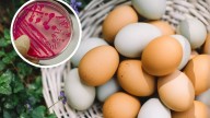 Apresuran retiro de huevos por contagios de salmonela; van 18 hospitalizados