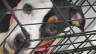Petition urges Brevard County Sheriff Wayne Ivey to expand pet shelter
