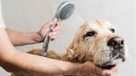 La duda de muchos dueños: cada cuánto tiempo se debe bañar a un perro en primavera