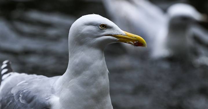 Scotland’s 'disruptive' urban gulls to be tackled with £100k for towns and cities