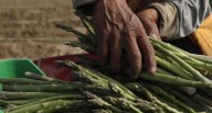 Costo del Bono Beta agrario ascendería a más de S/5.000 millones 