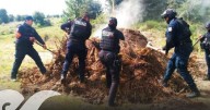 Destruye Policía Estatal Forestal 11 hornos clandestinos en Canoa
