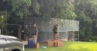 DRNA incauta 100 cotorras de residencia en Sabana Grande