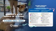Identifican a los perritos "peregrinos" para que regresen a su hogar