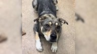 Illinois Shelter Pup's Reaction When Her Best Friend Gets Adopted Leaves The Internet In Tears