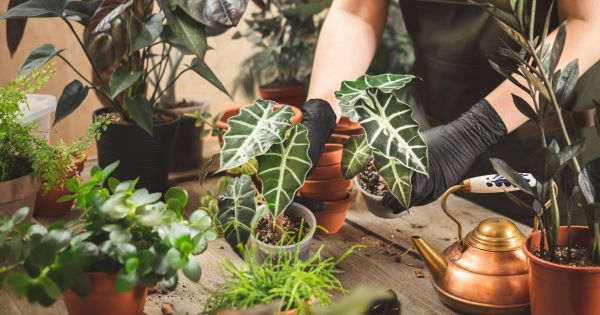 La planta que nunca tenés que colocar dentro de tu casa, según el Feng Shui: "Reflejan descuido y energía estancada"