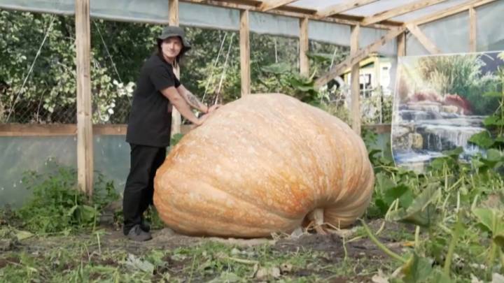 Casi pesa tanto como un coche: así es la calabaza más grande de Rusia