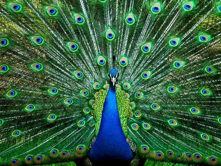 Florida man killed and ate his pet peacocks, authorities say