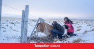 Cómo trabajan para evitarlo Cada año mueren 27.000 guanacos en los alambrados