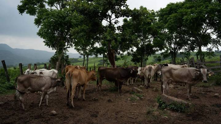 EU alerta por caso de gusano barrenador en Nuevo León, el más cercano a la frontera