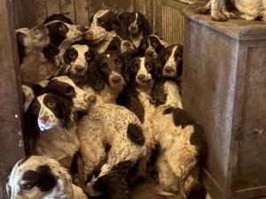 Springer Spaniels rescued from filth training to be police dogs